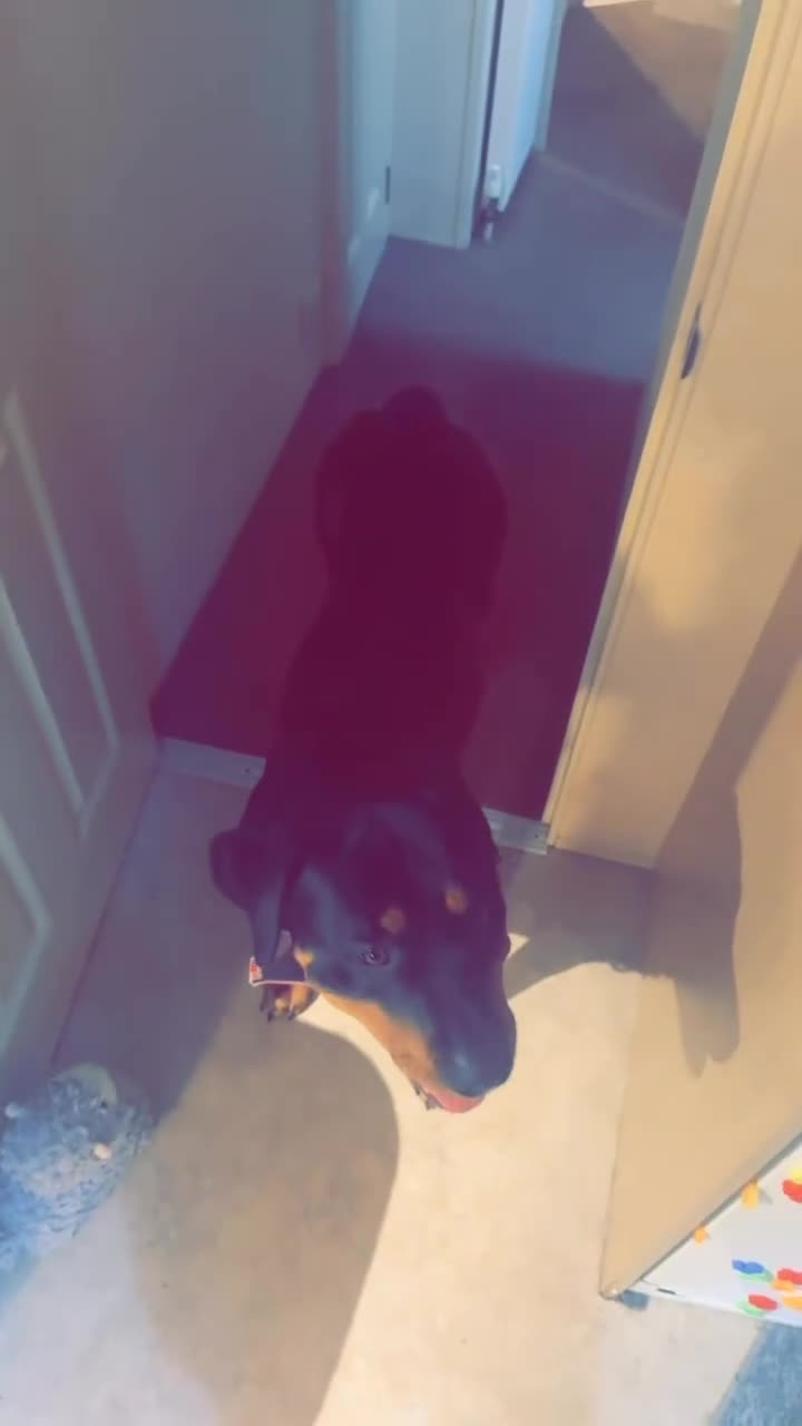 Rottweiler dogs for sale: Female Rottweiler 2 years old  - Video 2