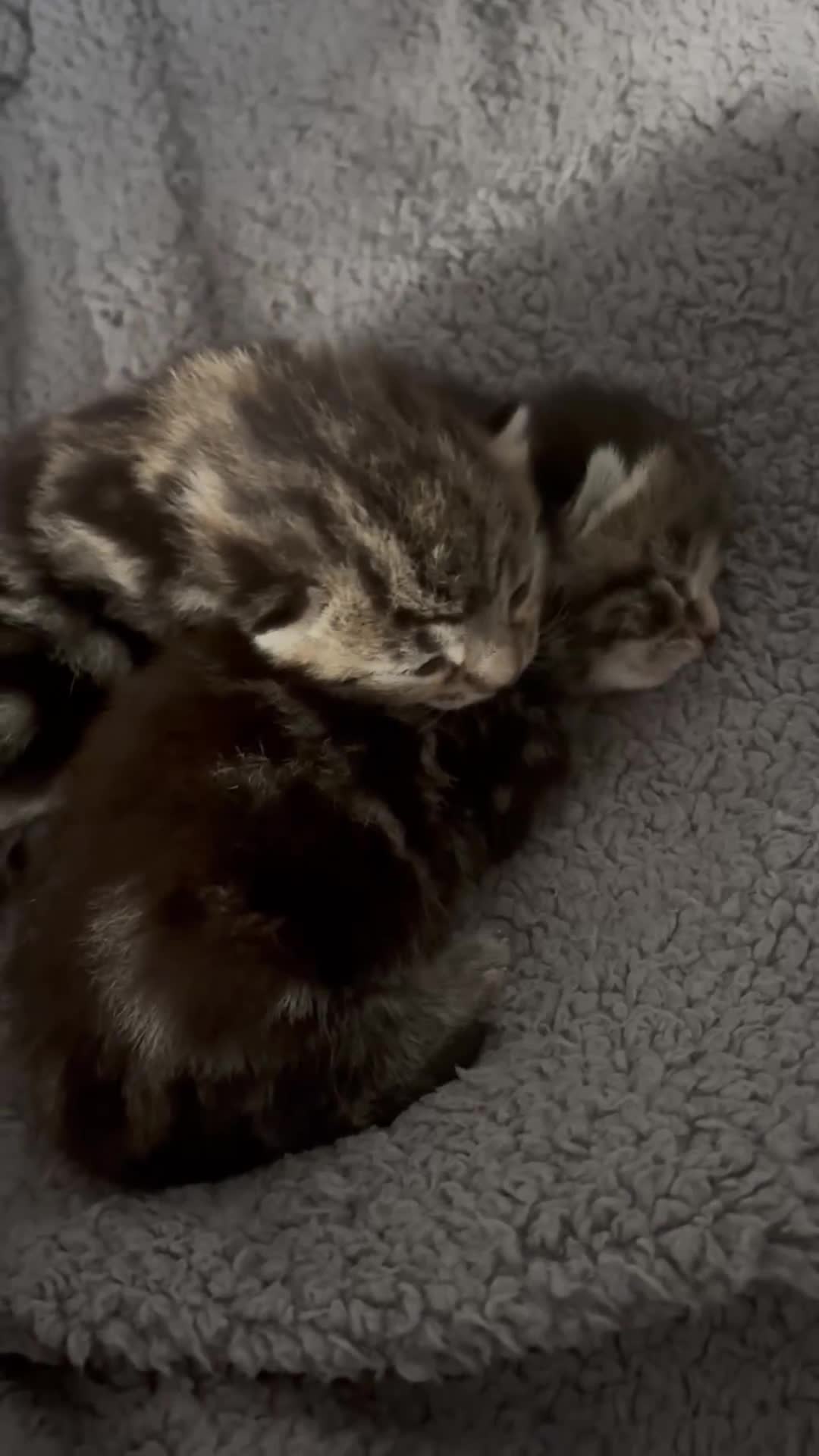 Mixed Breed cats for sale: 2 tabby/russian blue kittens - Video 1