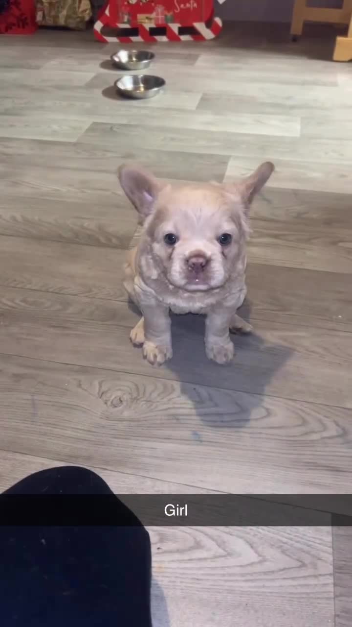French Bulldog dogs for sale: French bulldog puppies ready  - Video 2