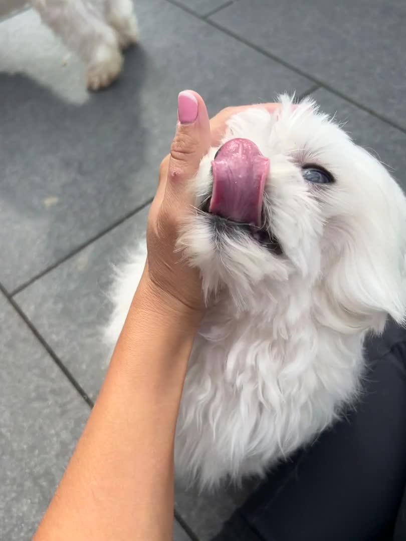 Maltese dogs for stud: Fabulous proven miniature Maltese for stud 🌟 in South Shields - Video 1