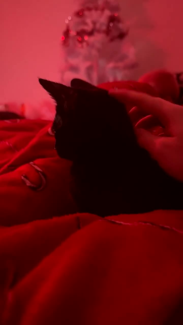 Bengal cats for sale: Black Bengal Kitty - Video 1