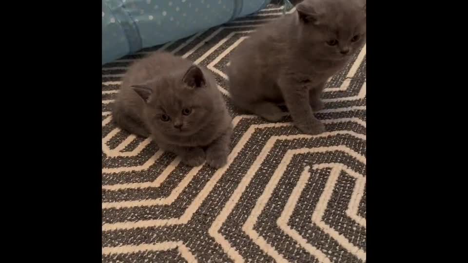 British Shorthair cats for sale: 💙 GCCF British Blue Boys – Ready Soon 💙 - Video 2