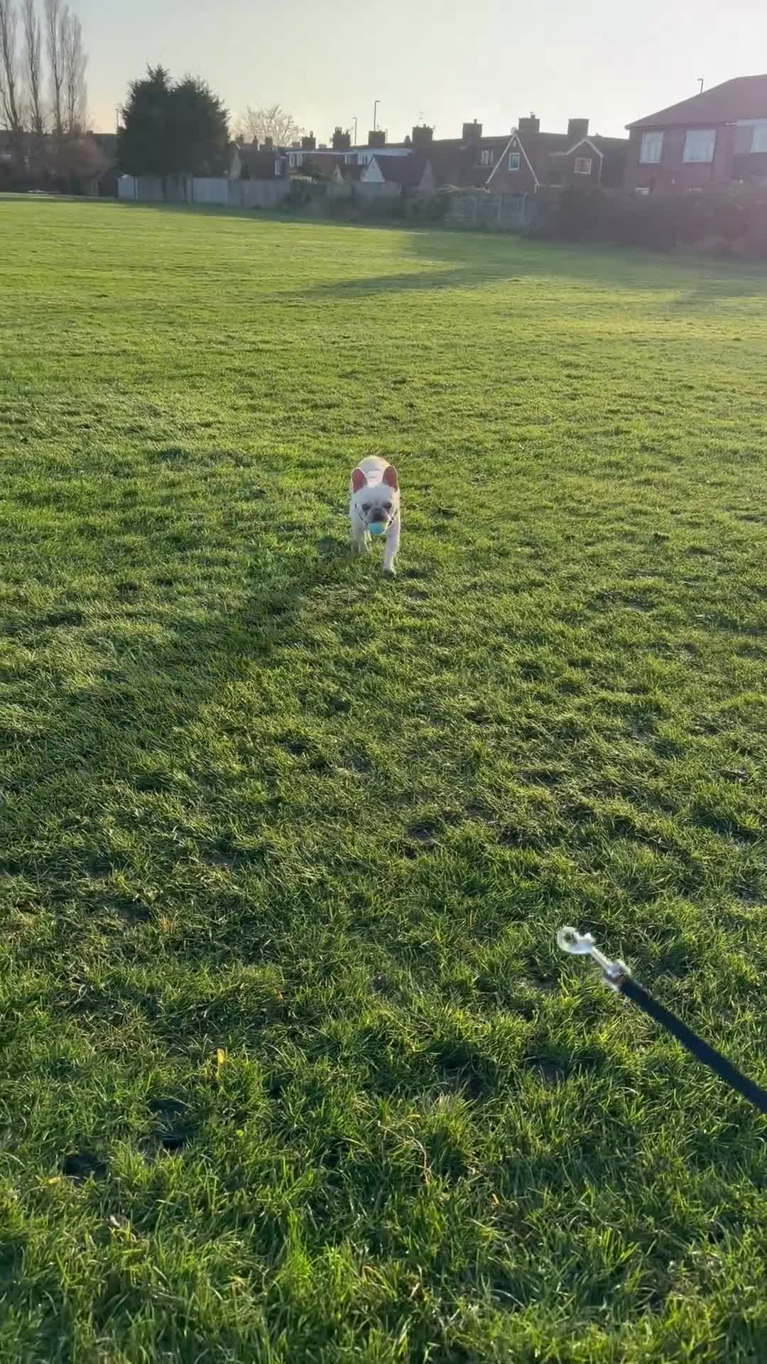 French Bulldog dogs for sale: Platinum French Bulldog - Video 2