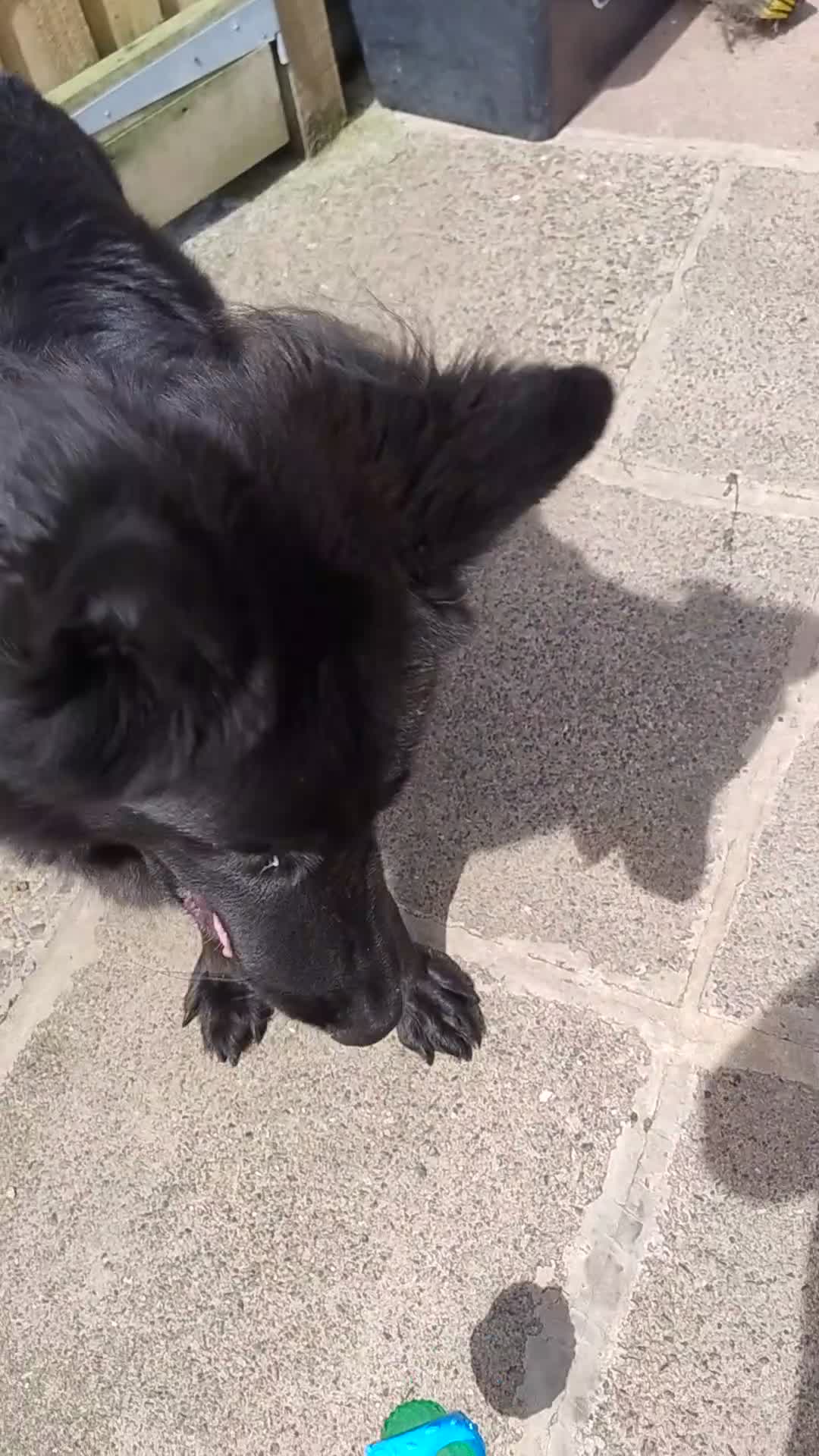 German Shepherd dogs for sale: Luna Female German Shepherd  in Stevenston - Video 1