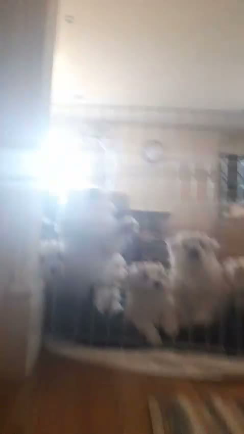 Coton De Tulear dogs for sale: Beautiful Full Coton de Tuléar Puppies in Banff - Video 3