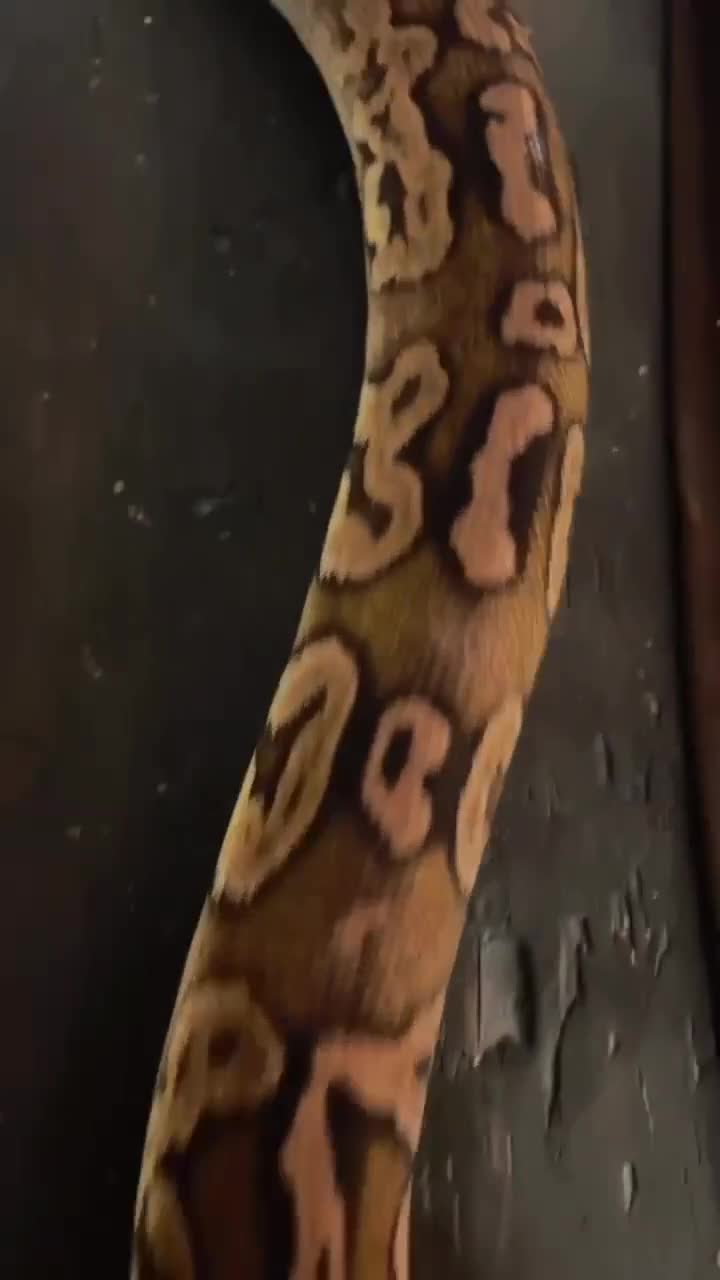 Python Snake reptiles for sale: Adult Black Pewter het Pied Ball Python - Video 1