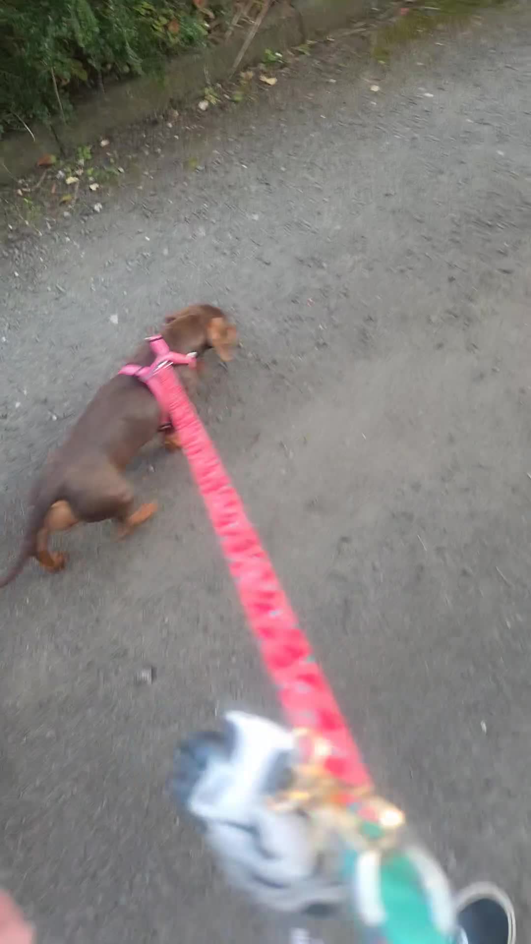 Miniature Dachshund dogs for sale: Miniature dachshund  - Video 1