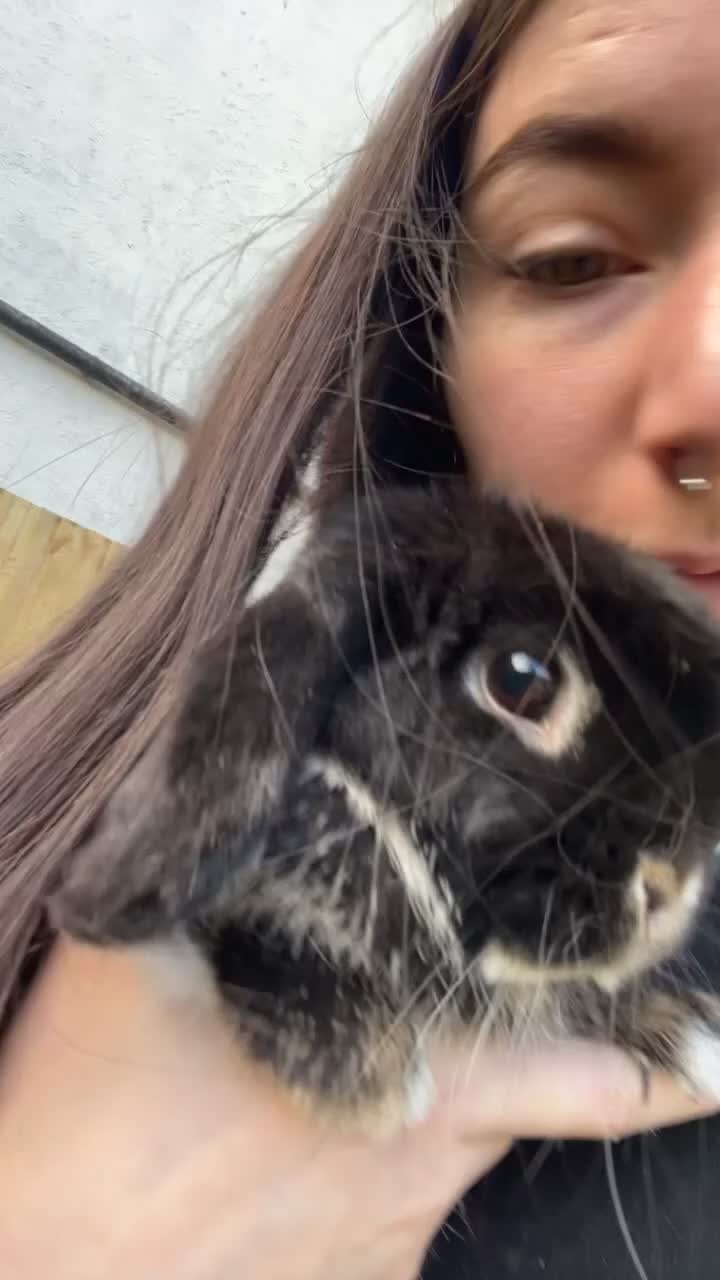 Mini Lop rabbits for sale: Damon - Video 1