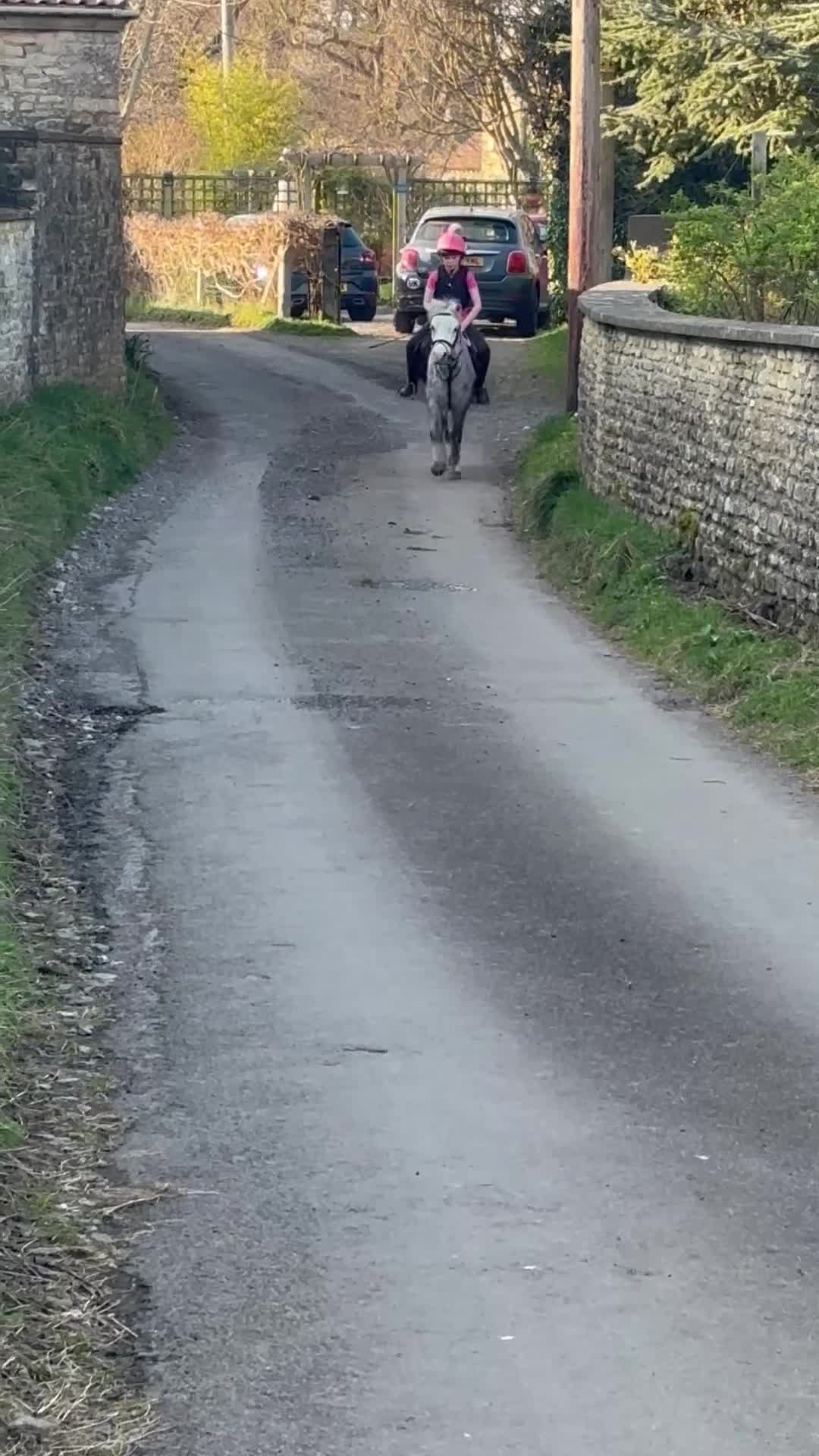 Welsh Section A horses for sale: 11.3 Welsh A Gelding  in Bristol - Video 4