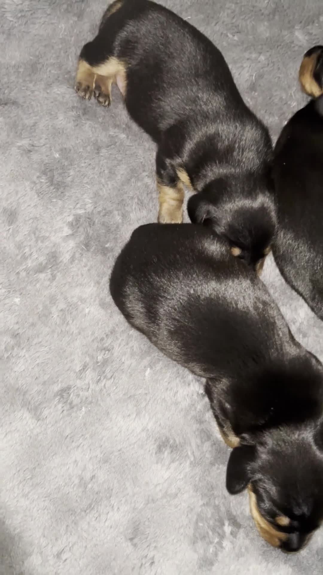 Miniature Dachshund dogs for sale: 4 Stunning Mini Dachsunds KC Generation  - Video 1