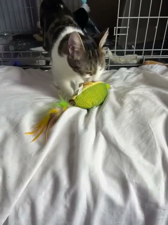 Domestic Shorthair cats for adoption: Loving Tallulah - Adopt Cats in Crisis East Ldn - Video 1