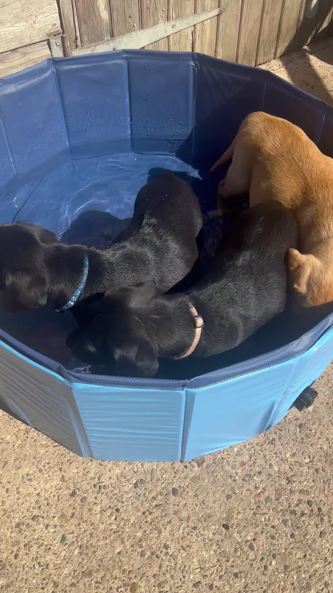 Labrador Retriever dogs for sale: Ready now!! KC Fox Red & Black Labrador Puppies - Video 1