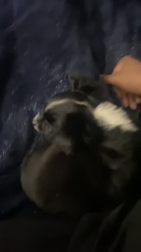 Mixed Breed dogs for sale: 1 last female looking for a forever home 🏠 💞 - Video 2