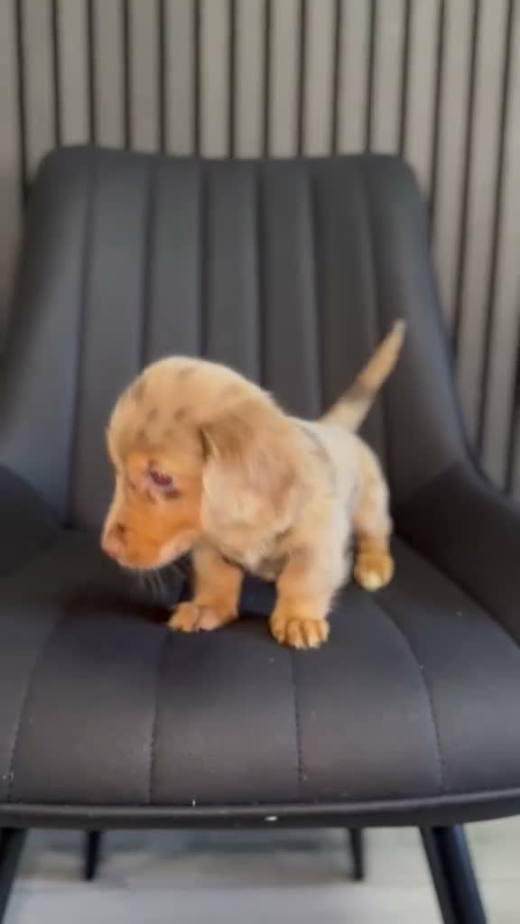 Miniature Dachshund dogs for sale: Longhaired miniature dachshunds💗🩵 - Video 3
