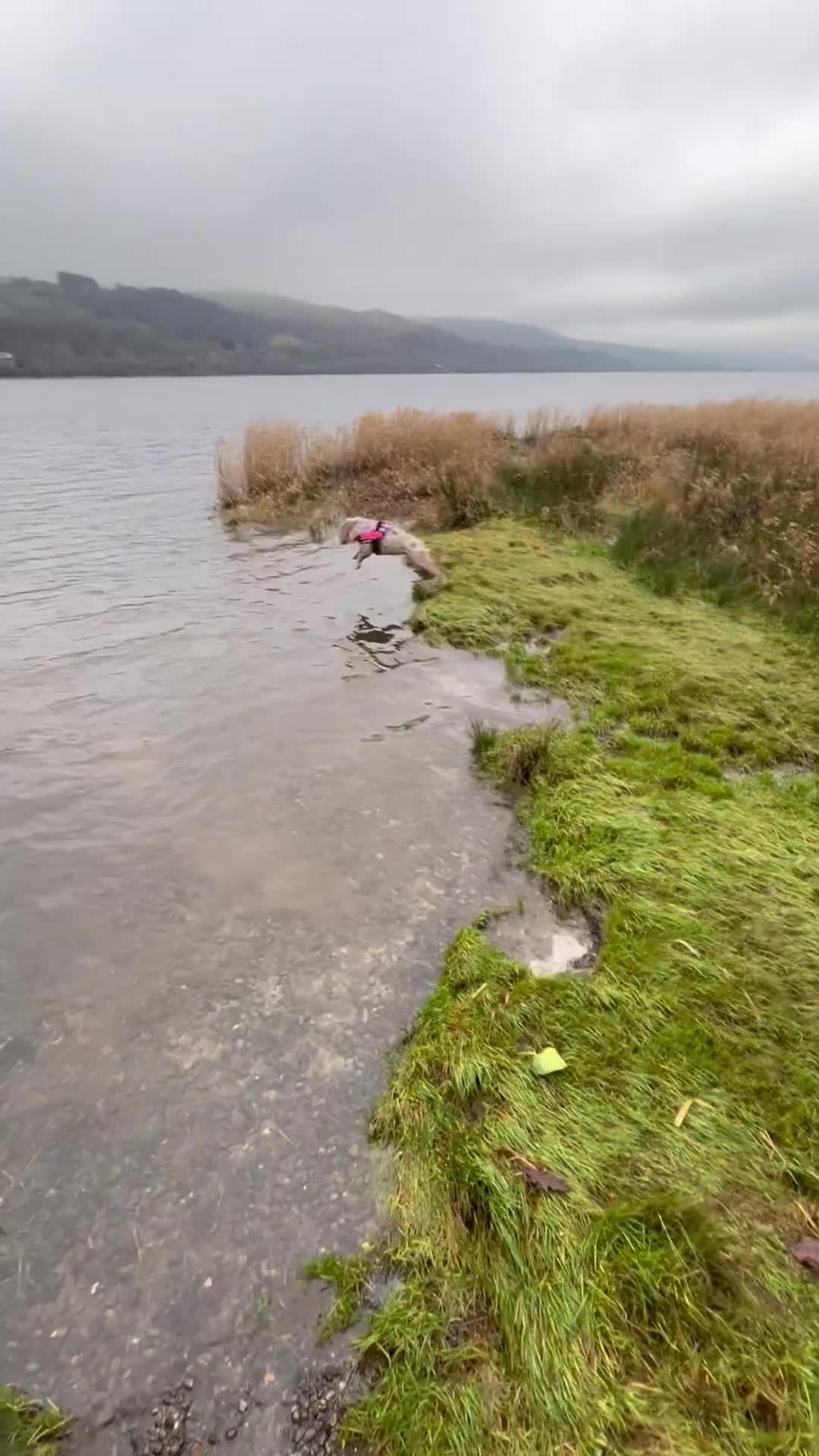 English Bulldog dogs for sale: 2 year old Lilac merle  - Video 2