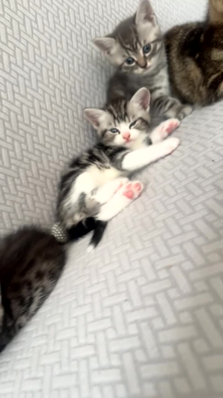British Shorthair cats for sale: 4 beautiful tabby bsh kittens  in Birmingham - Video 1