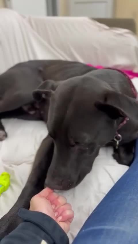 Mixed Breed dogs for adoption: Captain - Video 2