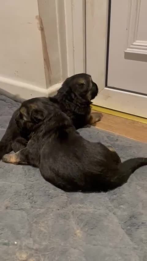 German Shepherd dogs for sale: Long-Medium hair pure bred German Shepherds 🇩🇪 - Video 3