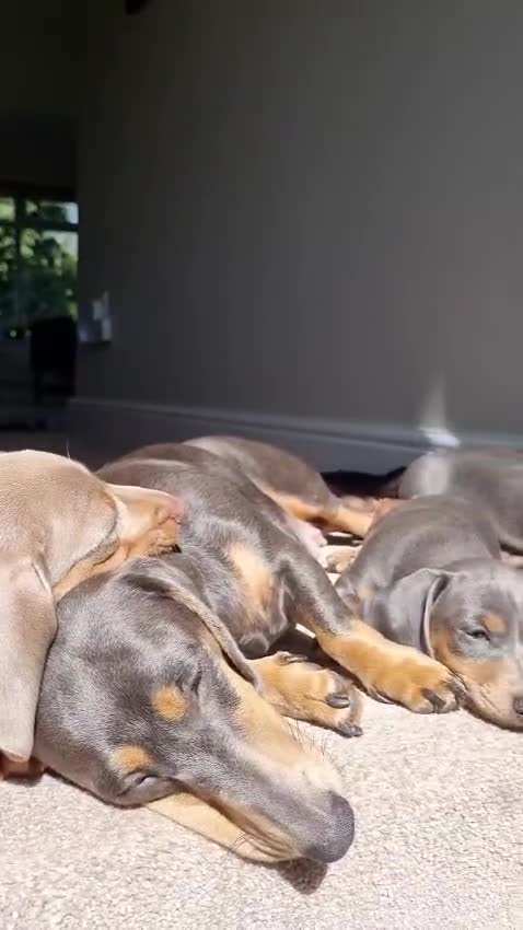 Dachshund dogs for sale: Male 1 Lilac & Tan Isabella - Video 2