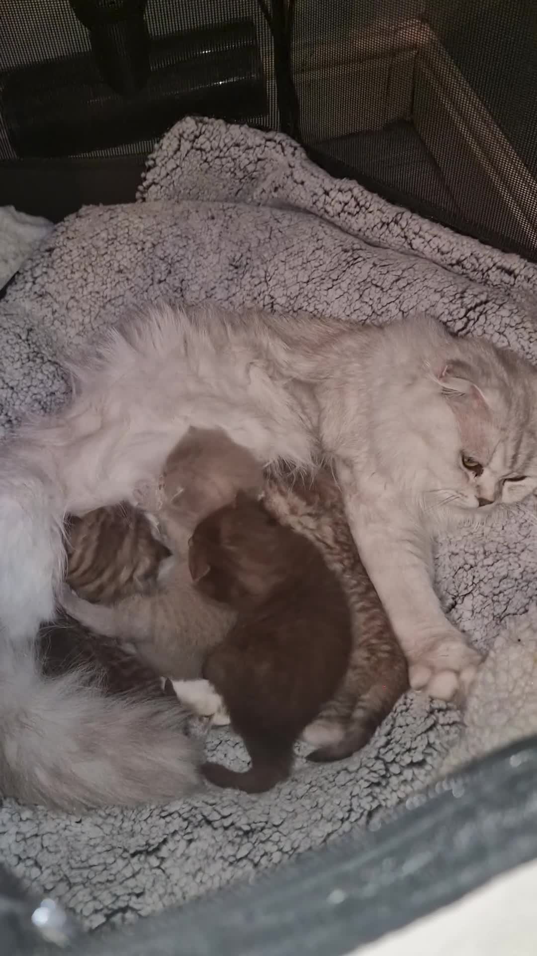 Scottish Fold cats for sale: Stunning TICA Registered Babies - Video 1