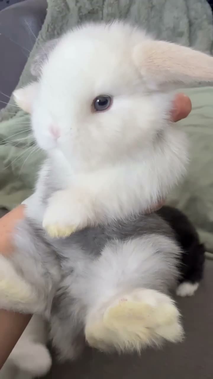 Mini Lop rabbits for sale: Beautiful Mini Lops to reserve  - Video 1