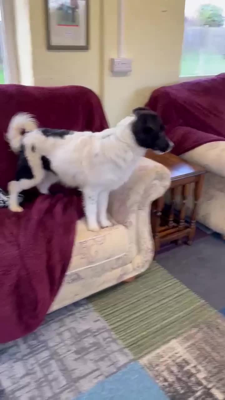 Mixed Breed dogs for adoption: TILLY - Video 1