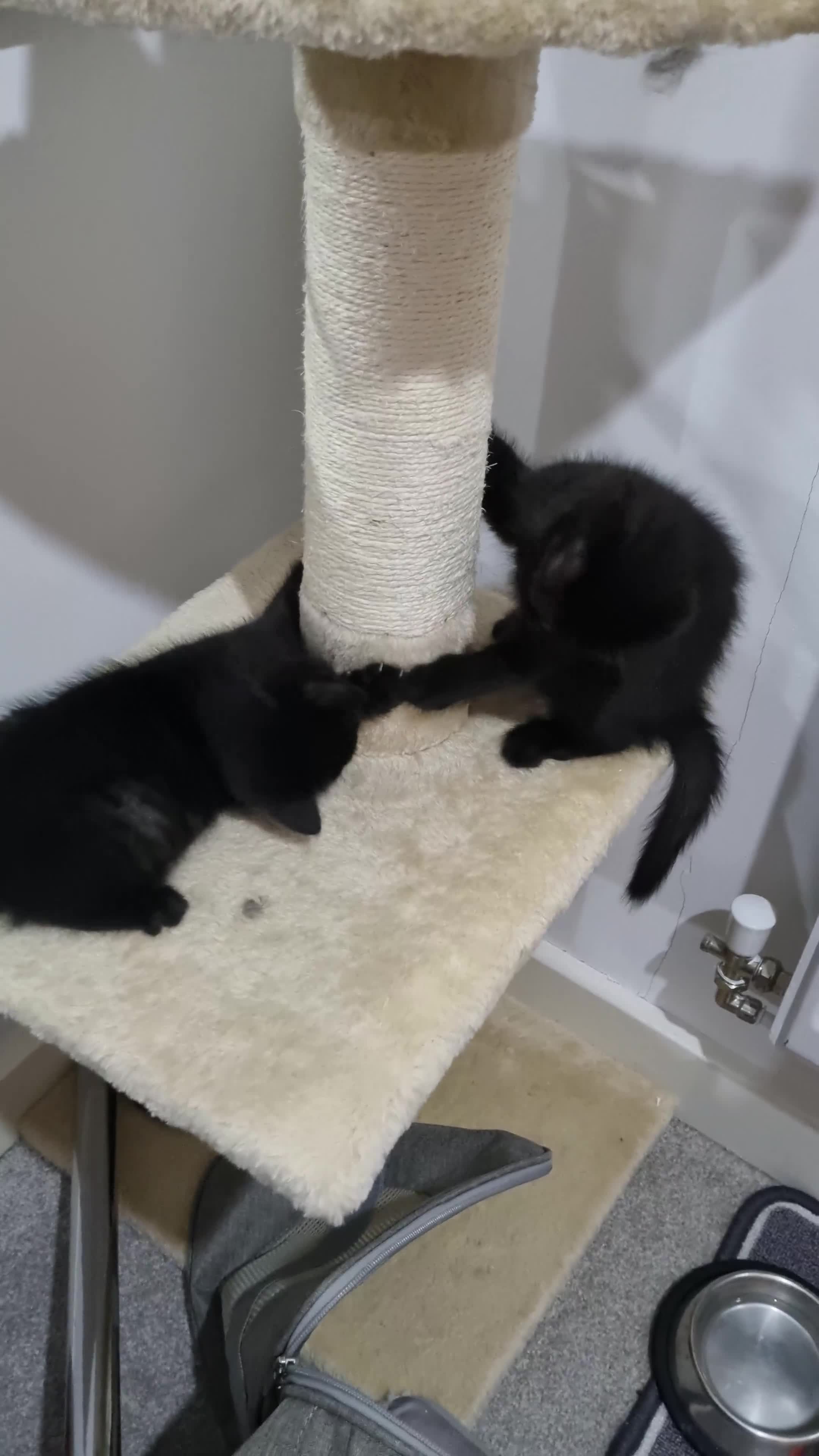 British Shorthair cats for sale: British short hair kitten  - Video 1