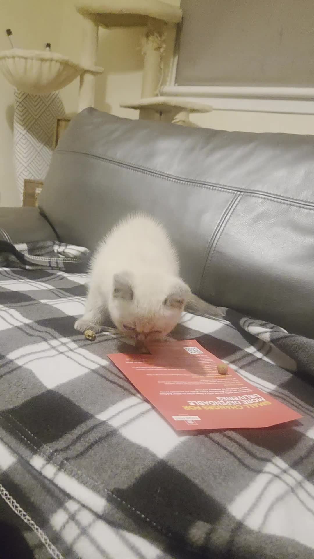 Mixed Breed cats for sale: British-shorthair cross ragdoll  in Glasgow - Video 2