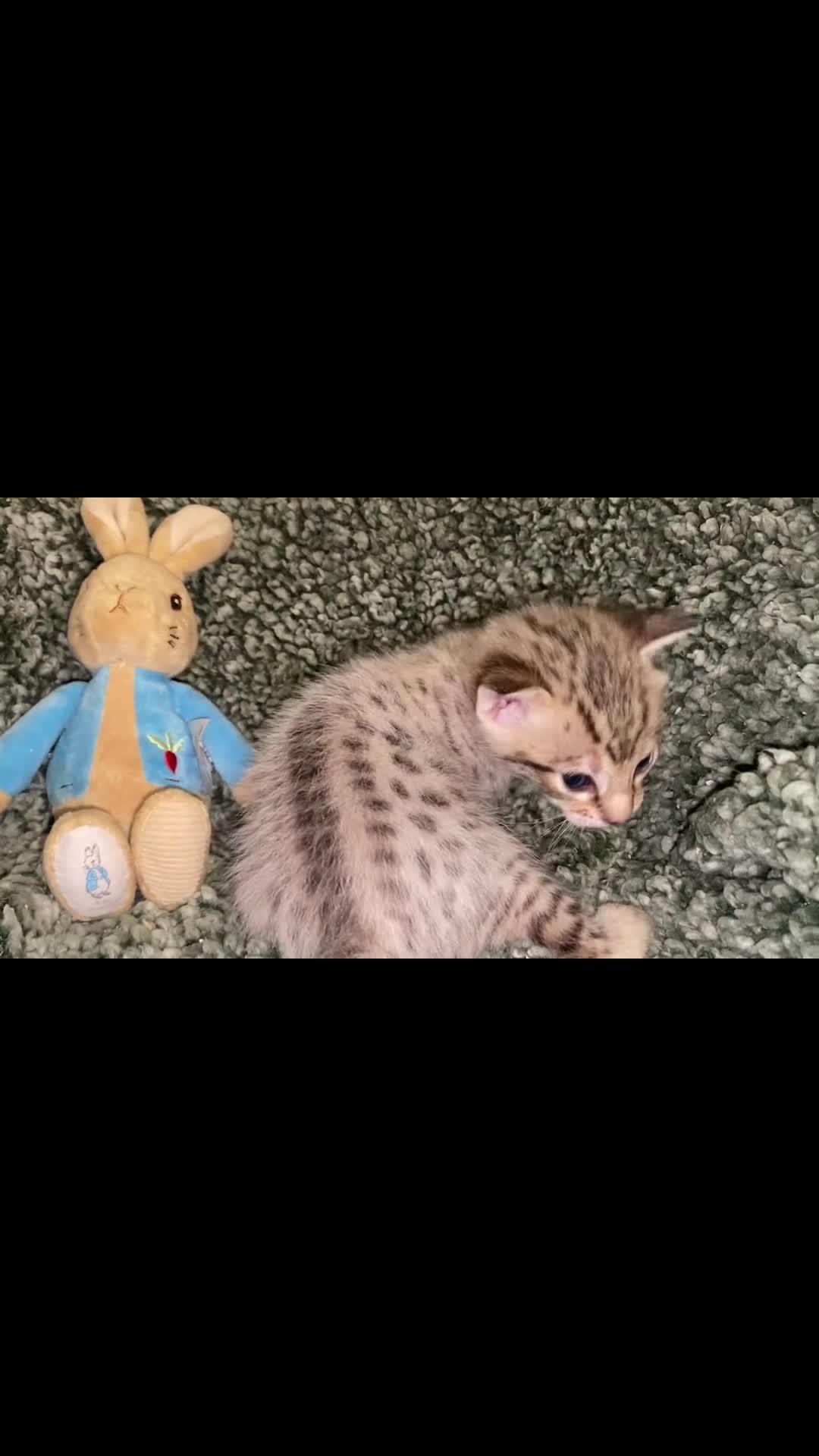 Savannah cats for sale: KIWANGA PEDIGREE F3 SAVANNAH KITTENS  - Video 4