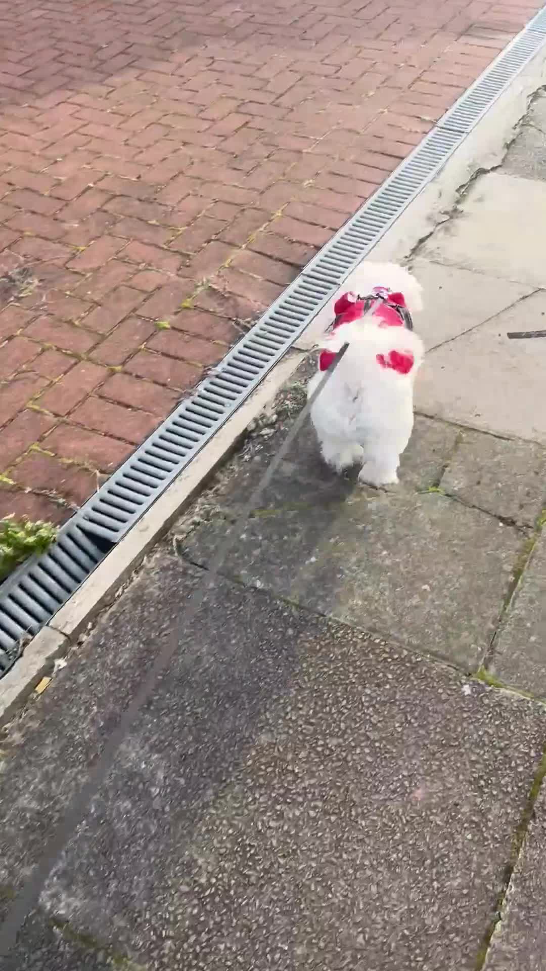 Bichon Frise dogs for stud: Bichon - Video 3
