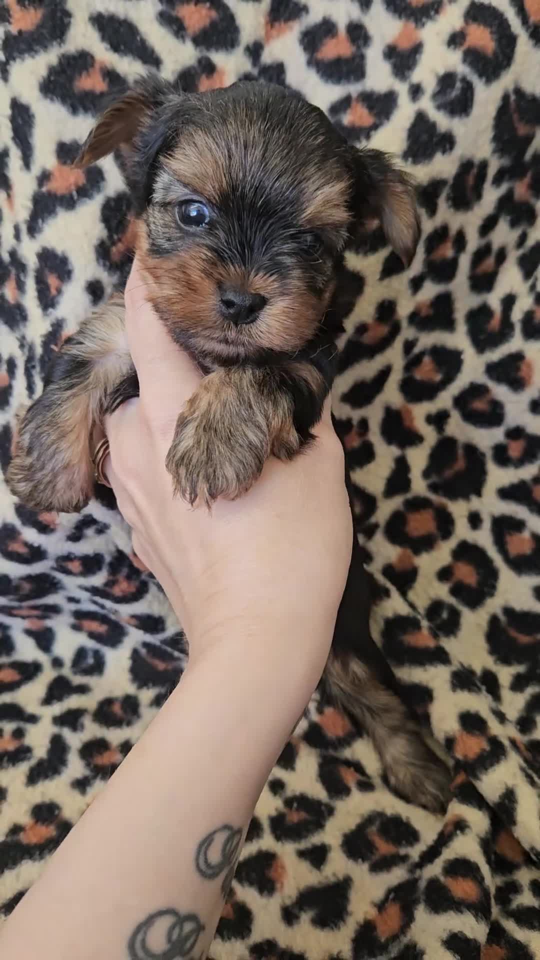 Yorkshire Terrier dogs for sale: 🩷 1 Toy girl 🩷DNA tested parents 2 girls 3 boys  - Video 4