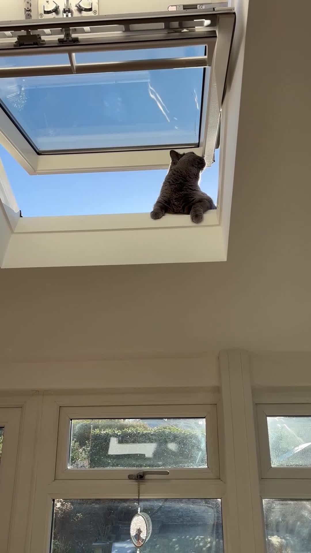 British Shorthair cats for sale: British Shorthair Female 3 yrs old - Video 2