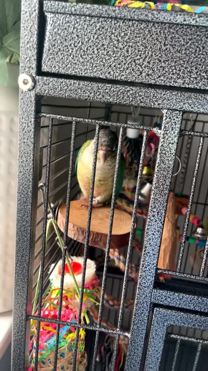 Conures birds for sale: 2 year old conure  - Video 1