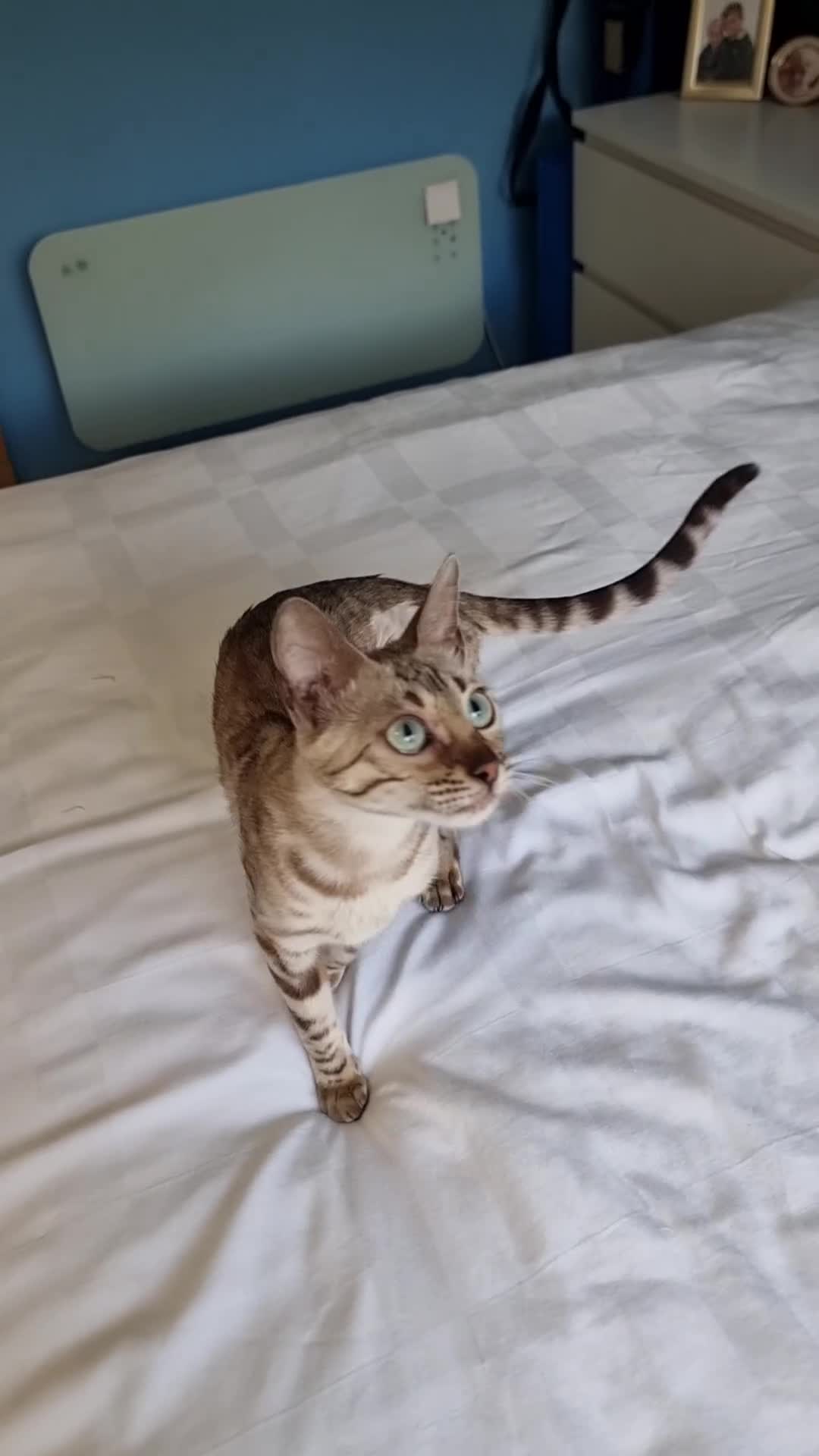 Bengal cats for sale: 12 month old female Bengal ready to leave - Video 1