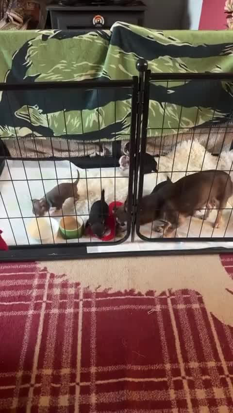 Chihuahua dogs for sale: Beautiful Chihuahua puppies ❤️🐾 - Video 1