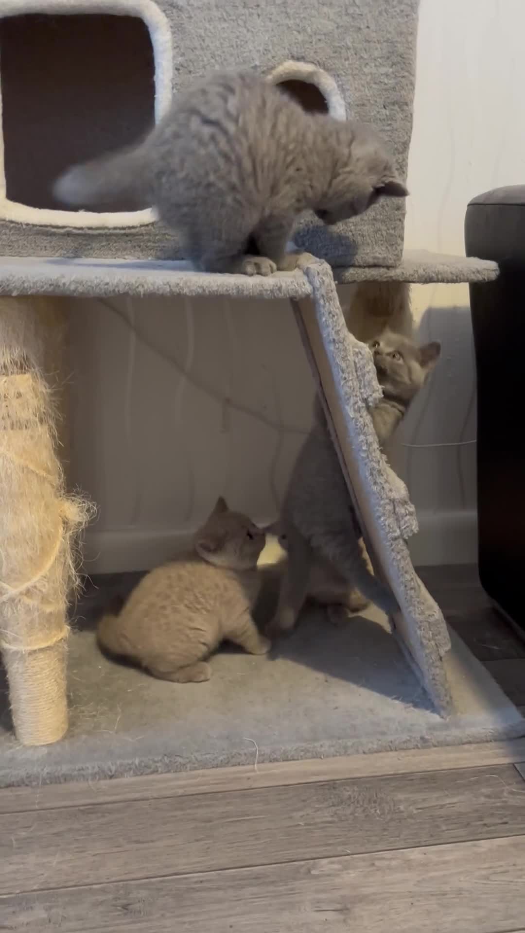 British Shorthair cats for sale: 4 Gorgeous chunky British shorthair kittens  - Video 4