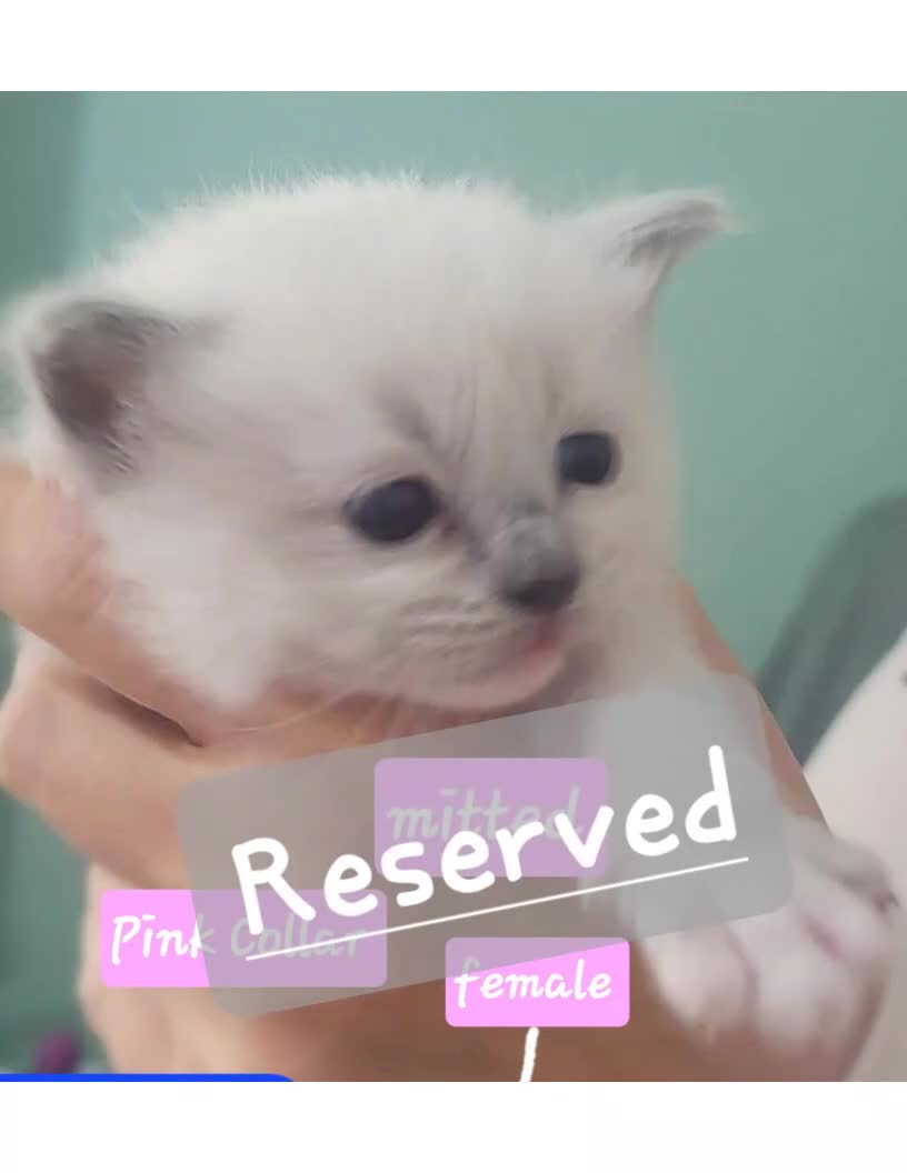 Ragdoll cats for sale: 🐱 Beautiful Ragdoll Kittens For Sale 🐱 - Video 3