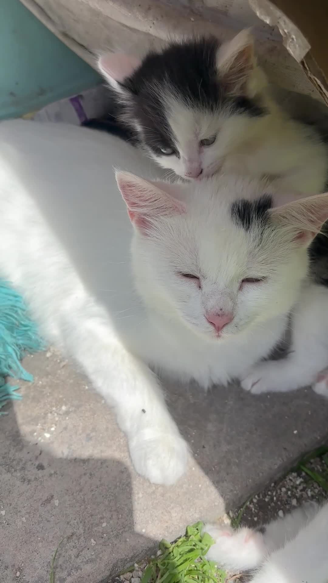 Turkish Angora cats for sale: Poppy ready to find a loving home  - Video 1