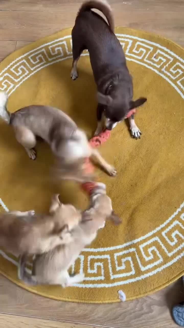 Mixed Breed dogs for sale: Chihuahua mix puppies available now - Video 1