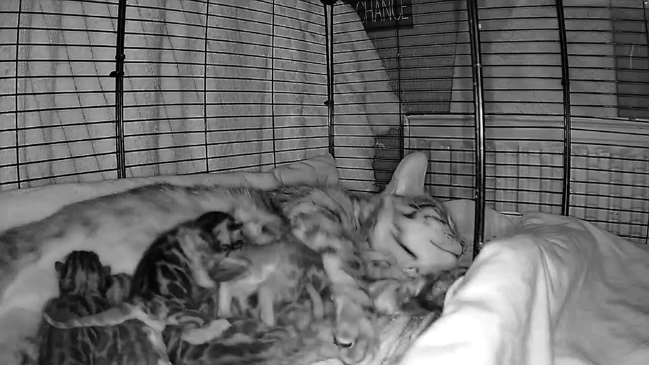 Bengal cats for sale: Pedigree brown and blue rosetted bengals - Video 1