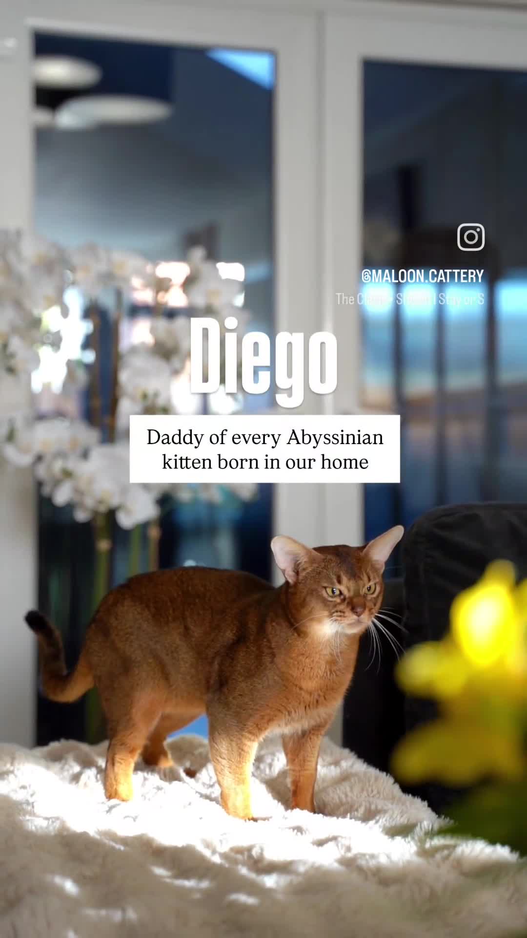 Abyssinian cats for sale: SILVER ABYSSINIAN-Winston-Rare and Exceptional  - Video 2