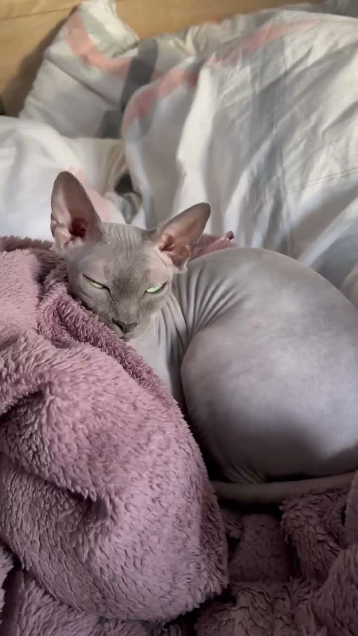 Sphynx cats for sale: Loving Grey Sphynx Girl Looking for a New Home in Derby - Video 1