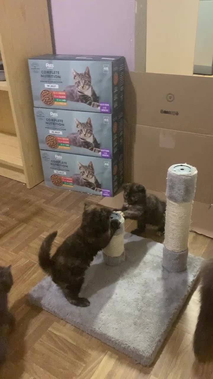 Scottish Fold cats for sale: RARE & UNIQUE Selkirk Rex Scottish Fold kittens! - Video 3