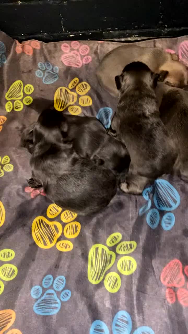 French Bulldog dogs for sale: French bulldogs  - Video 1