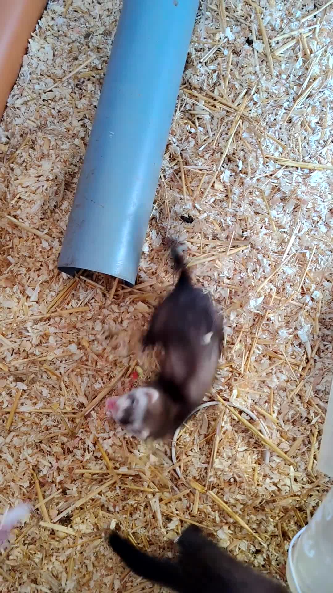 Ferret rodents for sale: Beautiful angora ferret kits - Video 1