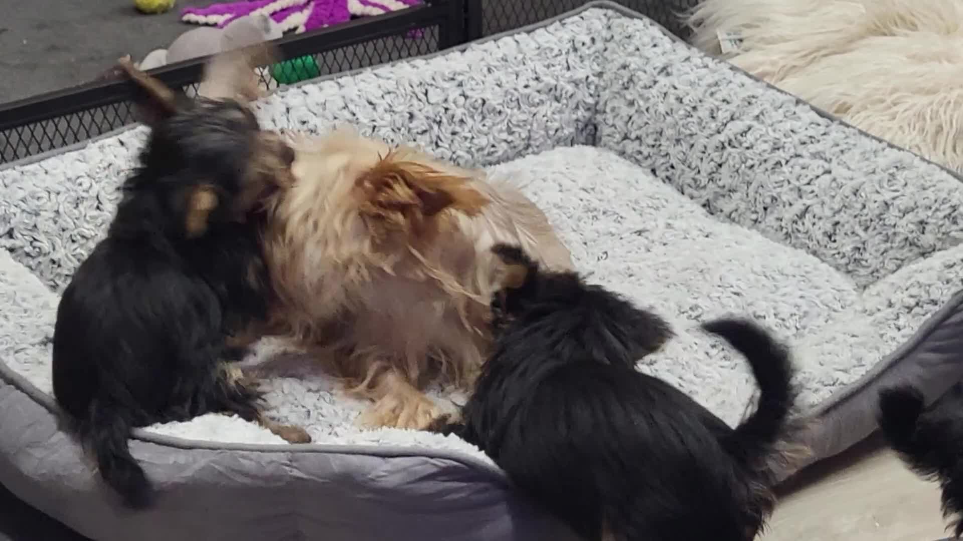 Yorkshire Terrier dogs for sale: Yorkshire Terriers puppies from Licensed Breeder  - Video 1