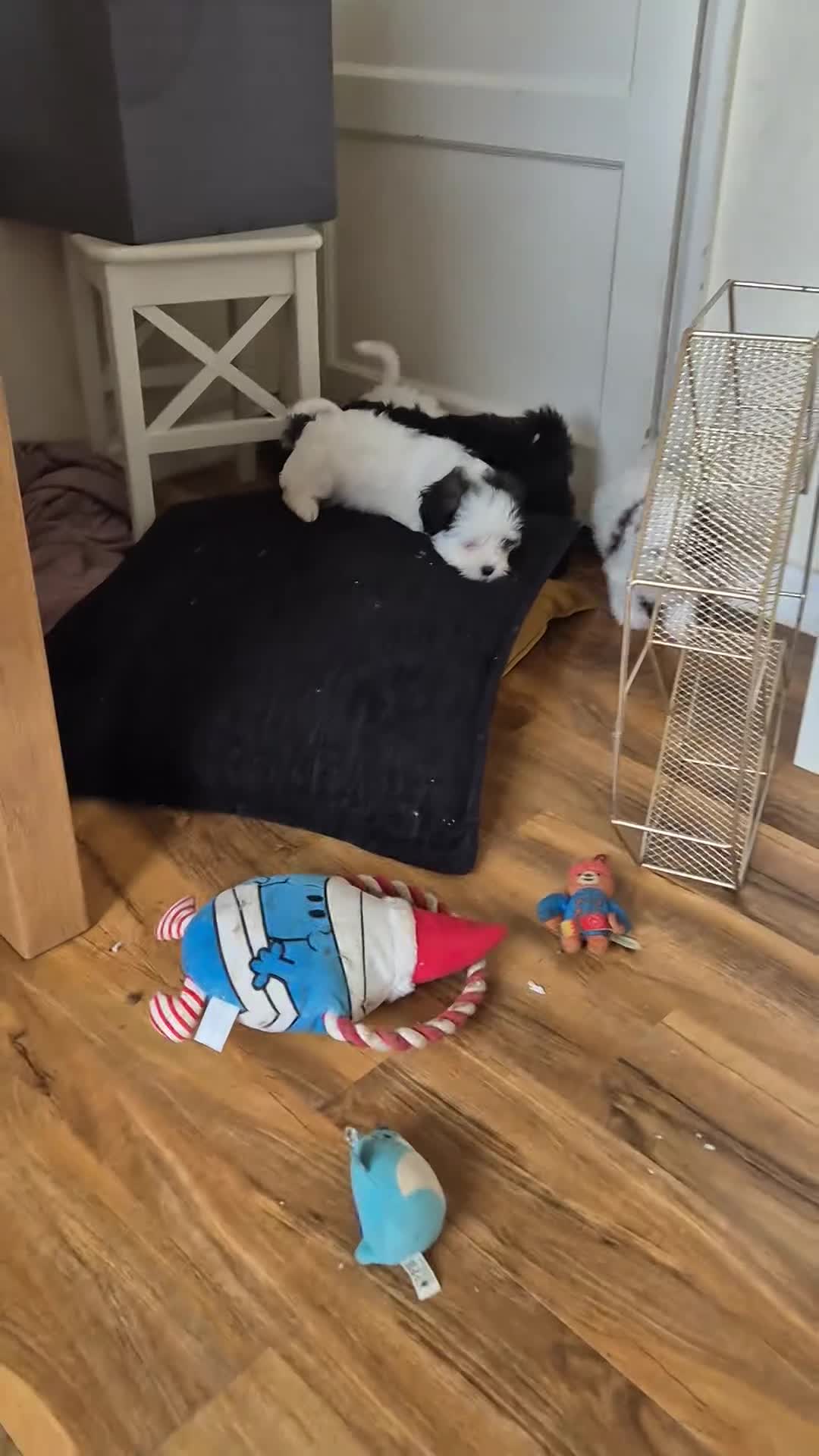 Shihpoo dogs for sale: shipoo puppy READY NOW - Video 1