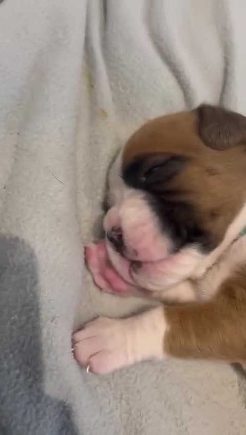 Boxer dogs for sale: Beautiful Boxer Puppies  🐾 - Video 2