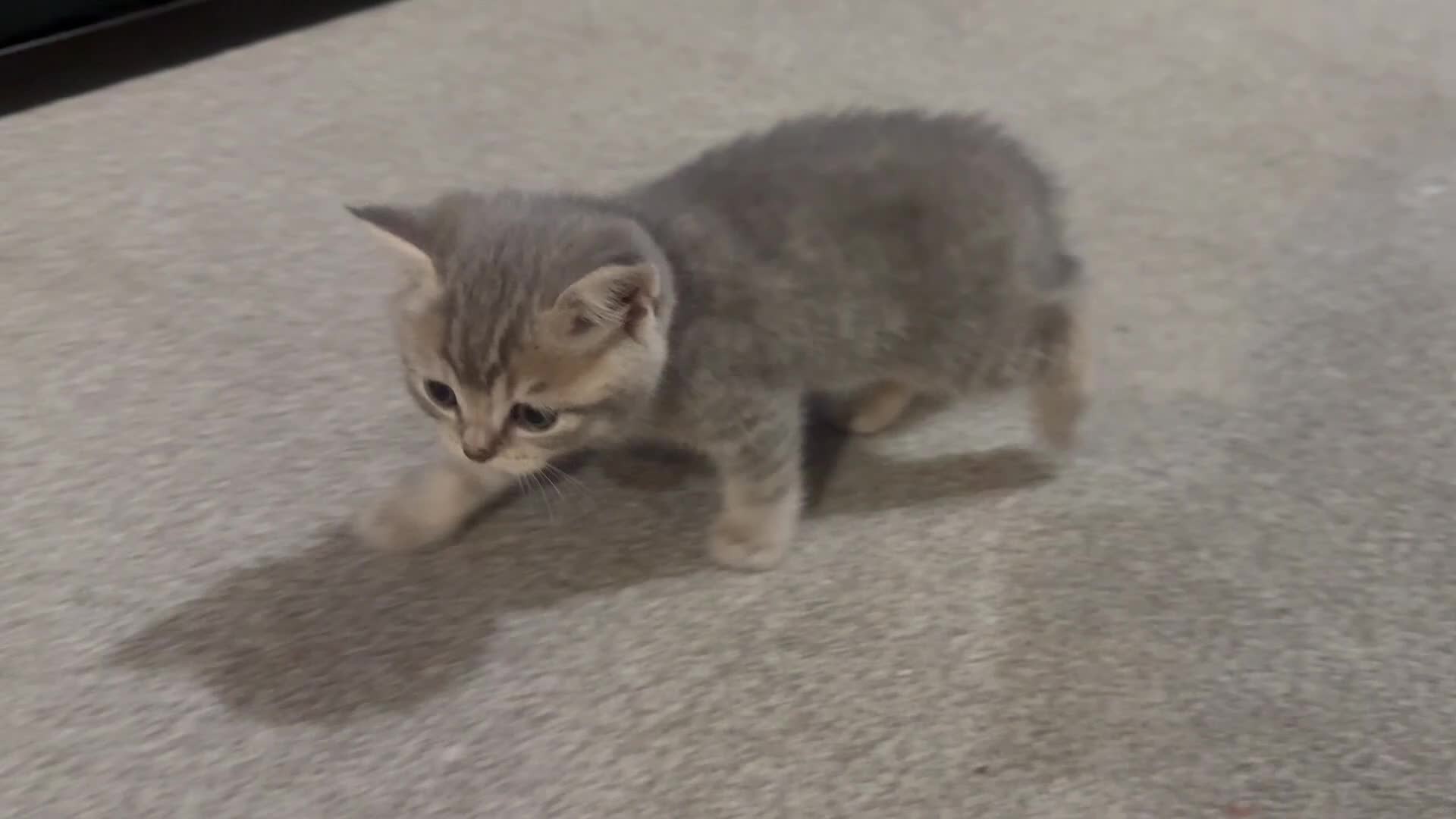 Scottish Fold cats for sale: Beautiful Scottish straight cross British shorts😍 - Video 2