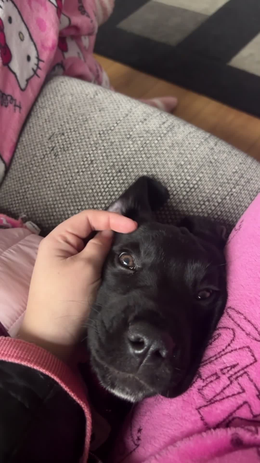 Cane Corso dogs for sale: Female cane corso 4 months in Hull - Video 2